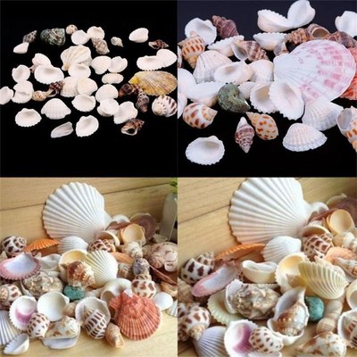 100g /bag Beach SeaShells Mix Sea Shells Shell Craft SeaShel