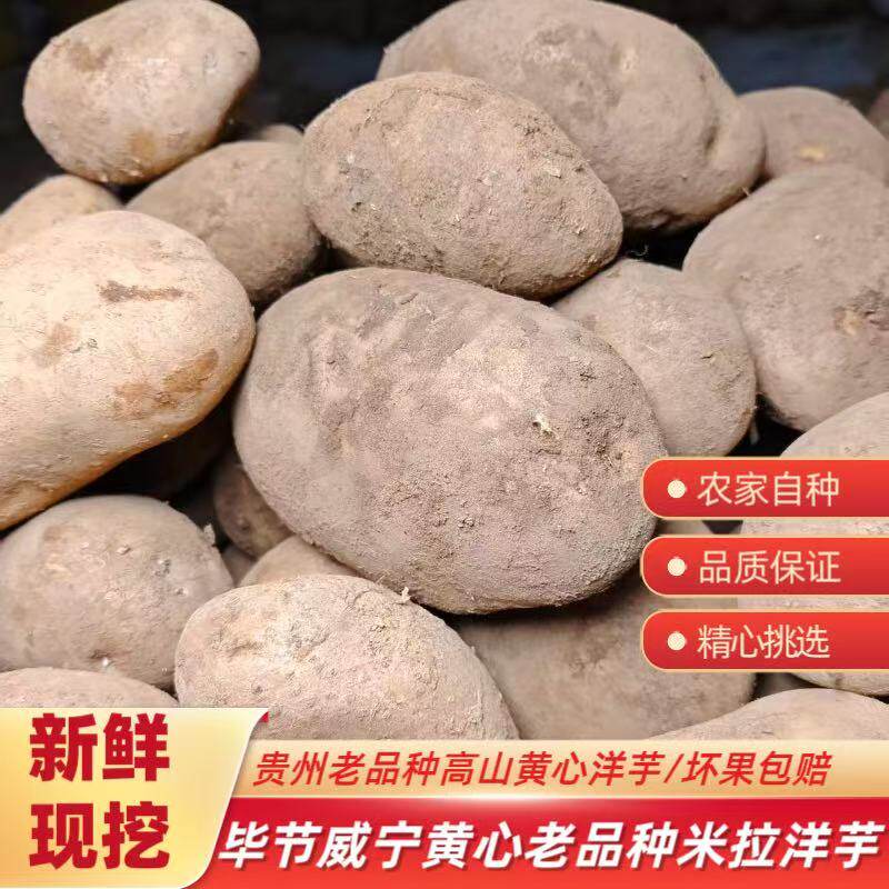 贵州威宁老品种米拉洋芋高山种植农家自种土豆马铃薯黄心粉面新鲜