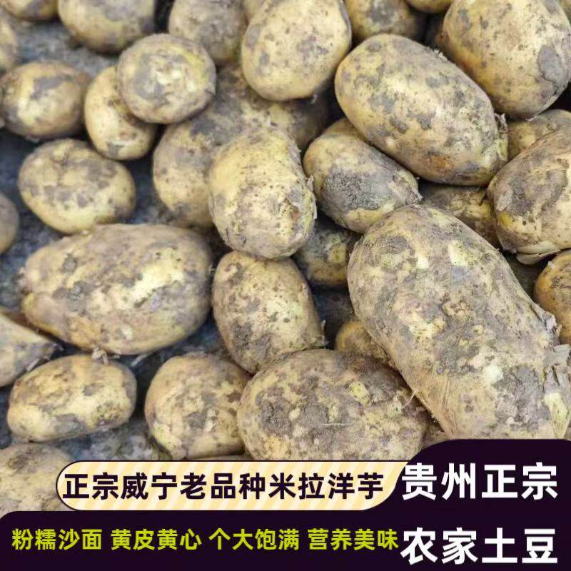 贵州威宁老品种米拉洋芋高山种植农家自种土豆马铃薯黄心粉面新鲜
