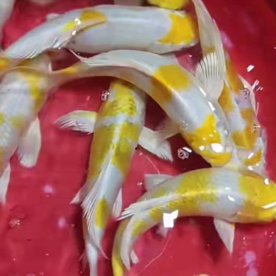 金镶玉锦鲤活体观赏鱼冷水鱼淡水鱼室外冷水锦鲤鱼