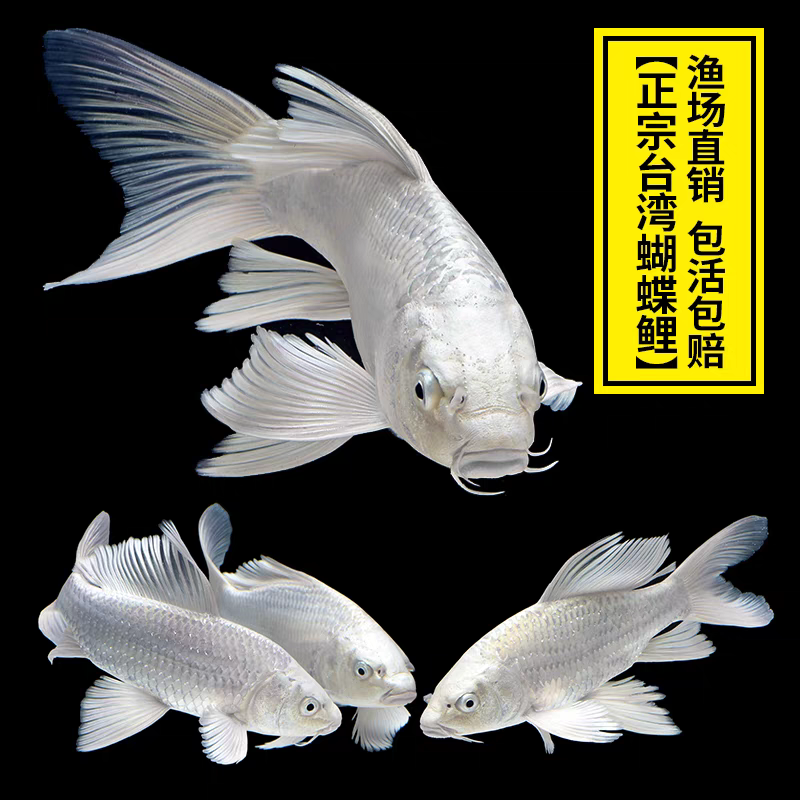 精品白金黄金锦鲤普身长尾蝴蝶鲤冷水观赏鱼淡水鱼大型便宜小鱼,宠物/宠物食品及用品,鱼,淘宝优惠券,粉丝福利购,淘宝优惠卷