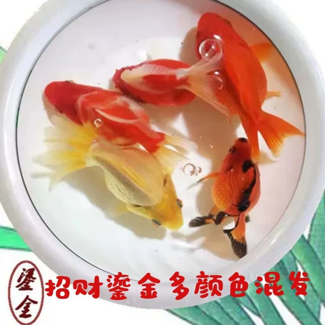 鎏金金鱼高背短尾活体淡水冷水观赏金鱼水族好养耐活宠物鱼