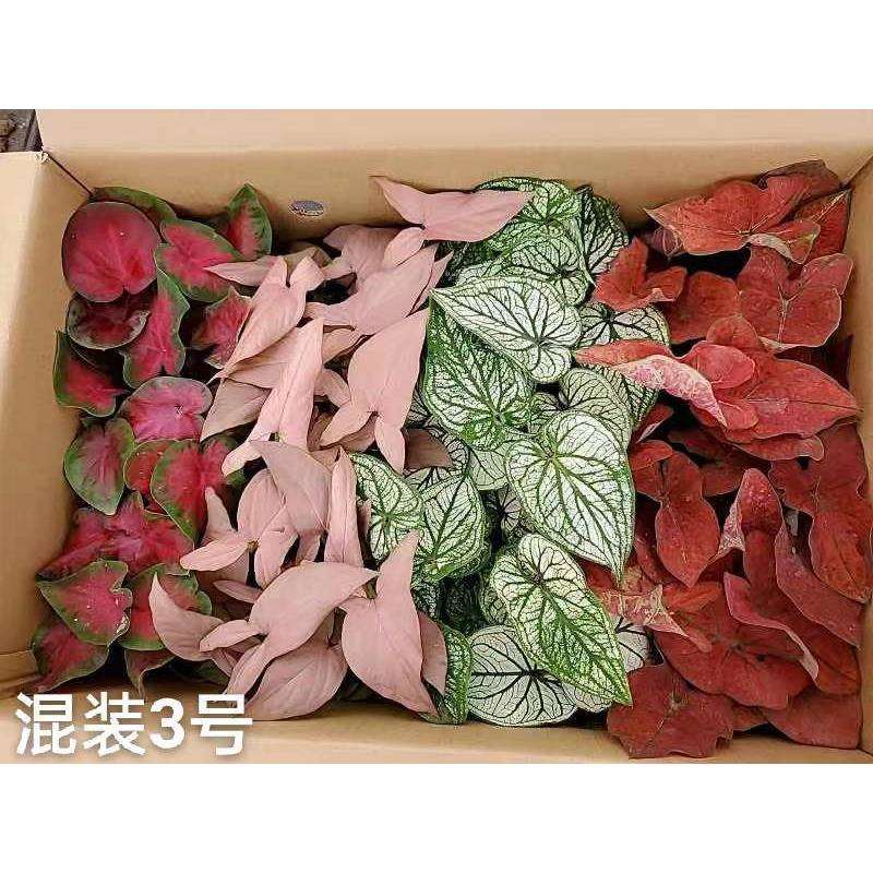 基地直销观叶绿植盆栽盆栽花卉居家绿植90彩叶芋混装40盆