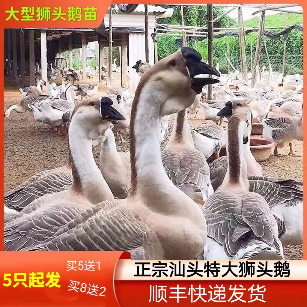 小鹅苗正宗特大种汕头狮头鹅新款潮汕大型纯种狮子头鹅朗德鹅活体_虎窝淘