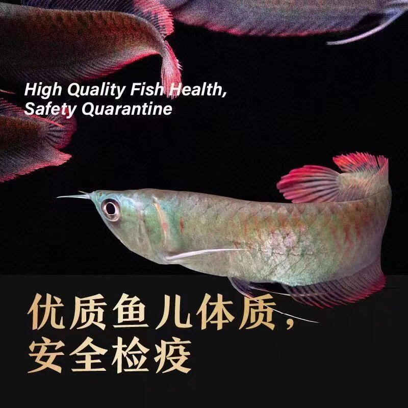 速发七彩鱼龙银大型热带观赏鱼财招鱼练手龙鱼