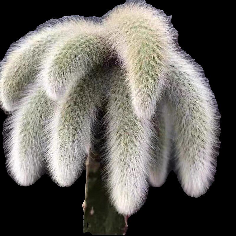 速发开花九尾狐多肉植物高档盆栽花长毛猴尾巴办公室盆栽