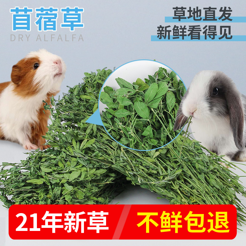 速发宠尚豚21年新草烘干紫花苜蓿草干草兔粮牧草子天鼠饲料粮食
