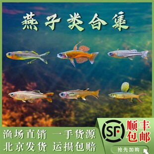 速发霓虹燕子新郎官阿鲁珍珠燕带橘赏珍珠燕子美人甜心热子淡水观