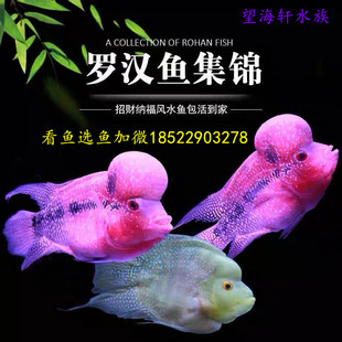 速发十八罗宝鱼热带观赏鱼麒麟罗汉鱼元鱼罗汉汉群养热带观赏鱼