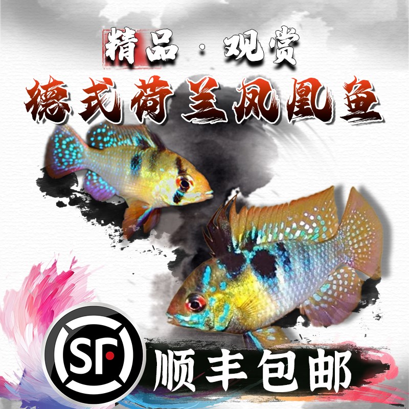 速发德系凤凰观赏鱼热带鱼金波波蓝凤子短鲷鱼可混养可繁殖子凰球