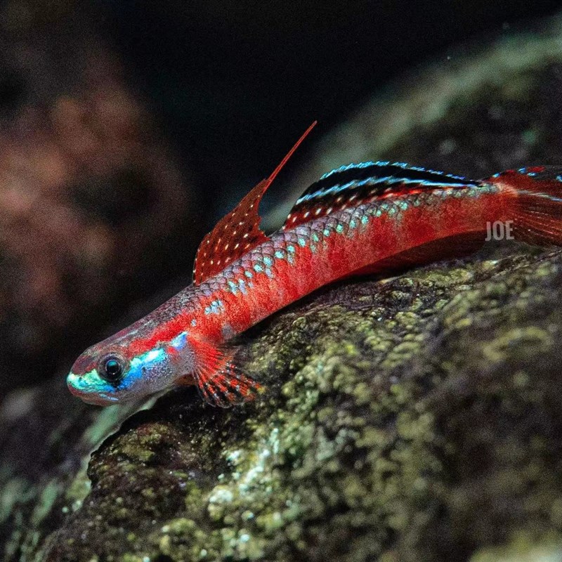 速发浅红枝桠虾虎