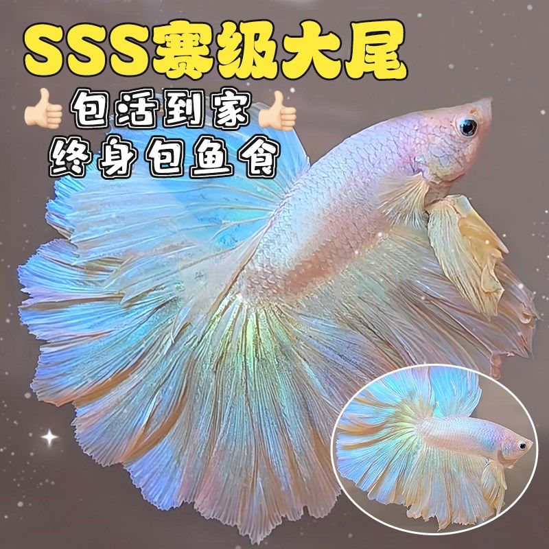 速发型半斗鱼婚纱鱼热带观赏鱼缸小泰仙国月淡水鱼好养耐活