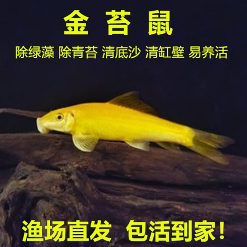 速发鱼苔鼠鱼热带清赏鱼缸除藻金清洁鱼工具鱼淡水鱼清道夫观苔鼠