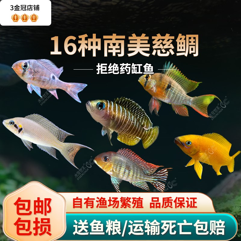 速发慈鲷集锦三湖鱼鲷鱼缸观赏慈水族热带鱼冷水新水淡手好养短鲷