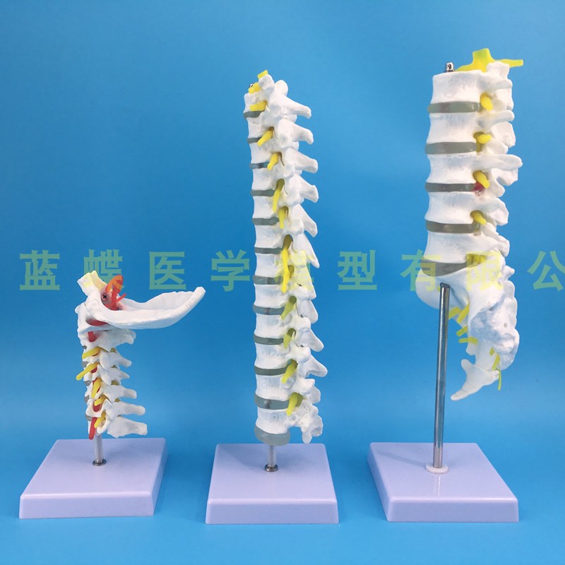 速发人脊体柱模型成例1:1比人自然大脊椎模型带胸椎尾椎骨骼模型