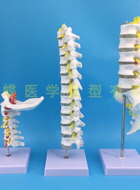 速发人脊体柱模型成例1:1比人自然大脊椎模型带胸椎尾椎骨骼模型