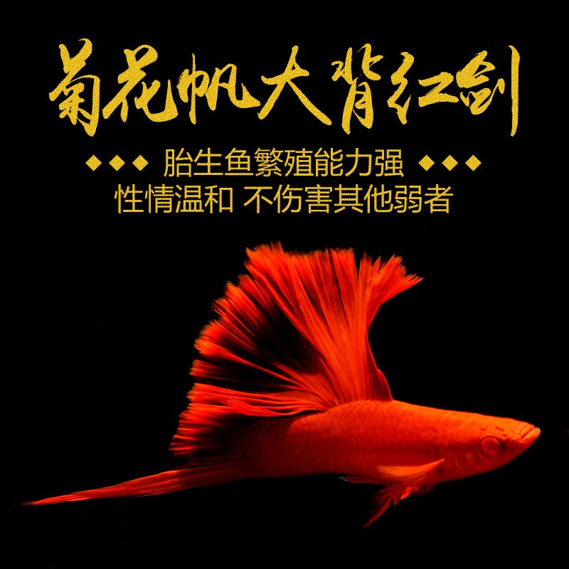 速发菊红帆大背红水中花箭高尾剑鳍小型热带观赏鱼胎生鱼