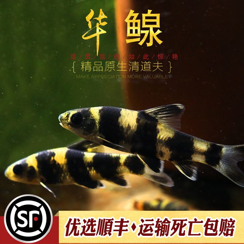 速发华鳈鱼原生热带鱼鱼国观赏鱼冷水华中泉底层鱼小清洁工具鱼鱼