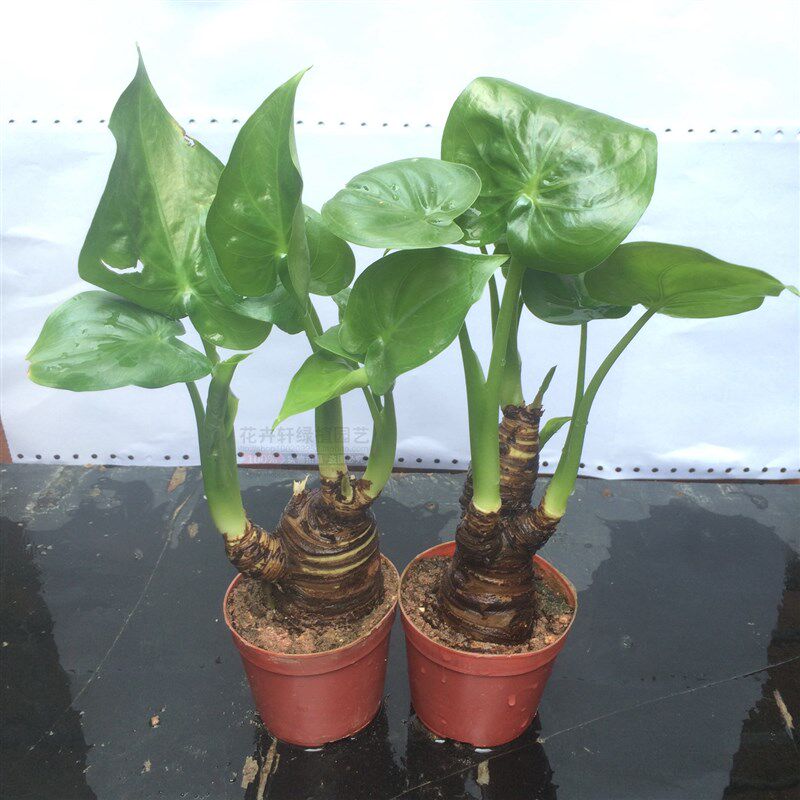 速发水培大叶千手观音盆栽花小植物室内桌面盆景滴水观音千佛手常