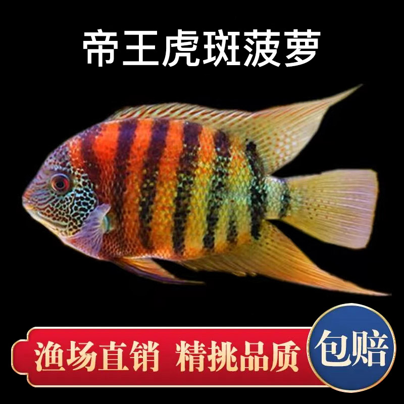 速发虎斑菠观鱼喷活菠萝点鱼淡水鱼热带慈鲷萝赏鱼龙鱼配鱼