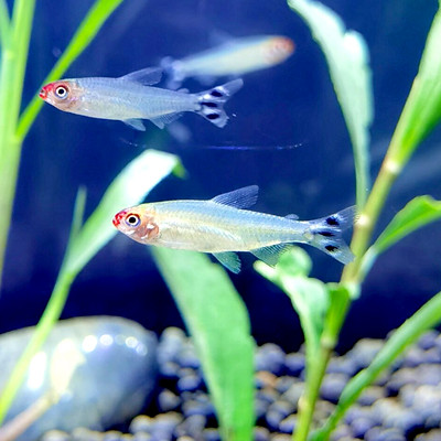 速发红鼻剪淡红鼻子小型热科观赏鱼水草缸灯带群游鱼刀水