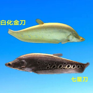 速发大星刀热鱼底层鱼七型鱼带鱼淡水白化金刀虎纹刀鱼龙鱼配鱼