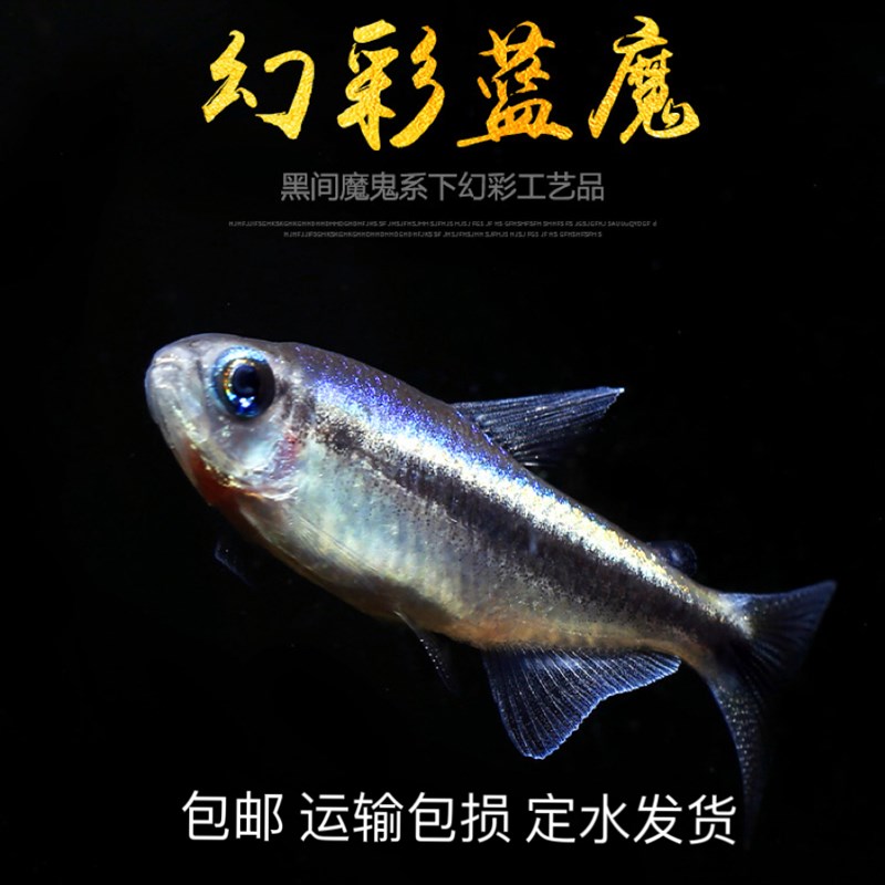 速发幻彩蓝魔赏鱼高端稀有品种热带观灯鱼灯型小科鱼水草缸群游鱼