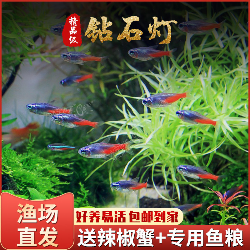 速发灯鱼游型淡水鱼南美灯群小热带观赏鱼红莲霓虹灯阿氏波鱼