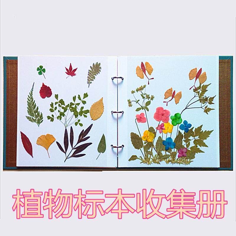 速发自贴式覆膜大尺寸树叶标本夹干花压押收花材料 植物标本花集