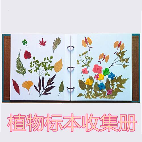 速发自贴式覆膜大尺寸树叶标本夹干花压押收花材料 植物标本花集