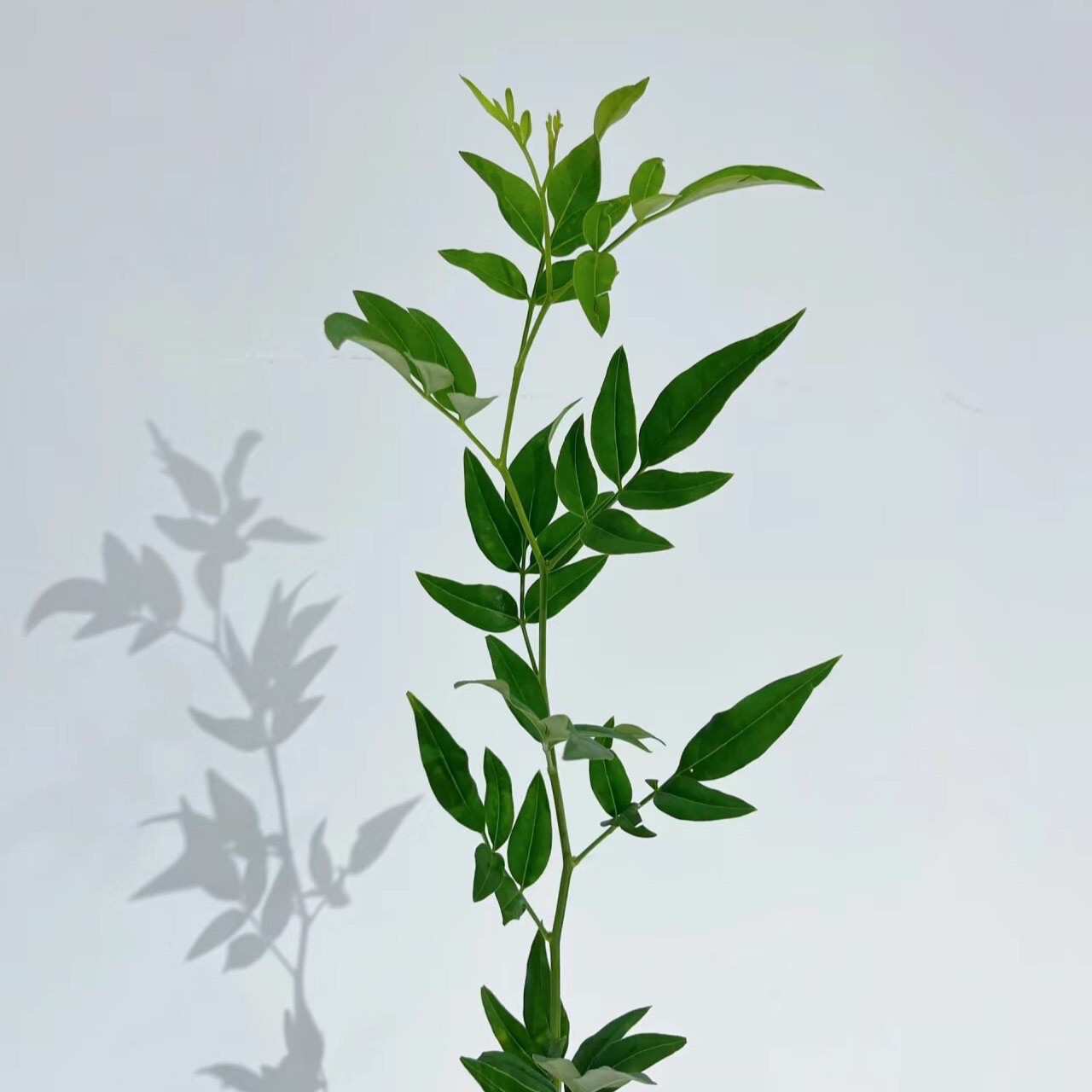 九星叶鲜切花鲜花配草水培绿植水养鲜花室内插花植物云南基地图片