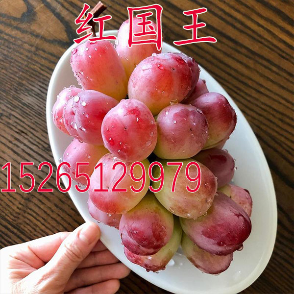 极大粒葡萄红国王葡萄苗大葡萄树苗庭院盆栽地栽爬藤果苗当年结果