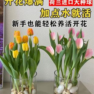 郁金香花种水培种球五度球重瓣白色紫色粉色大球水养盆栽土培开花