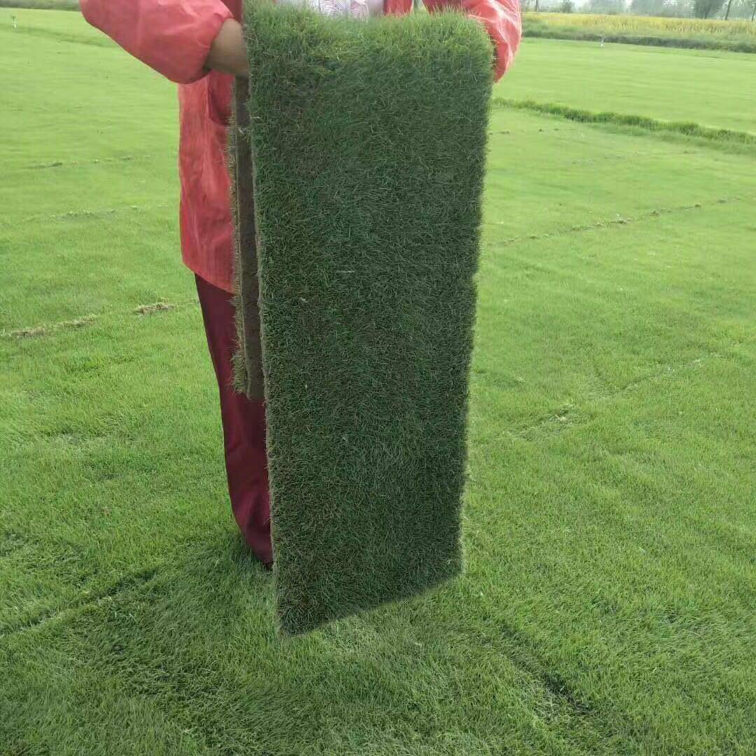 草坪种子混播四季青草籽四季种狗牙根早熟禾黑麦草高羊茅护坡草籽