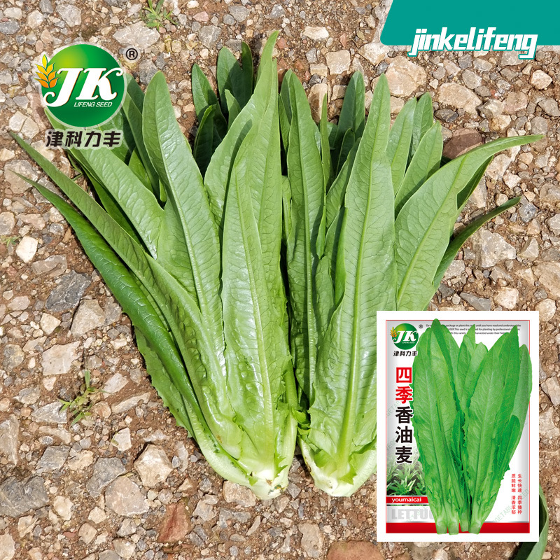 四季油麥菜種子寬葉清香