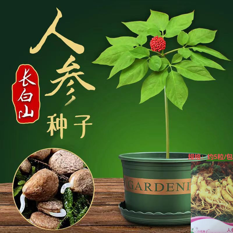人参种子东北长白野山参西洋参药