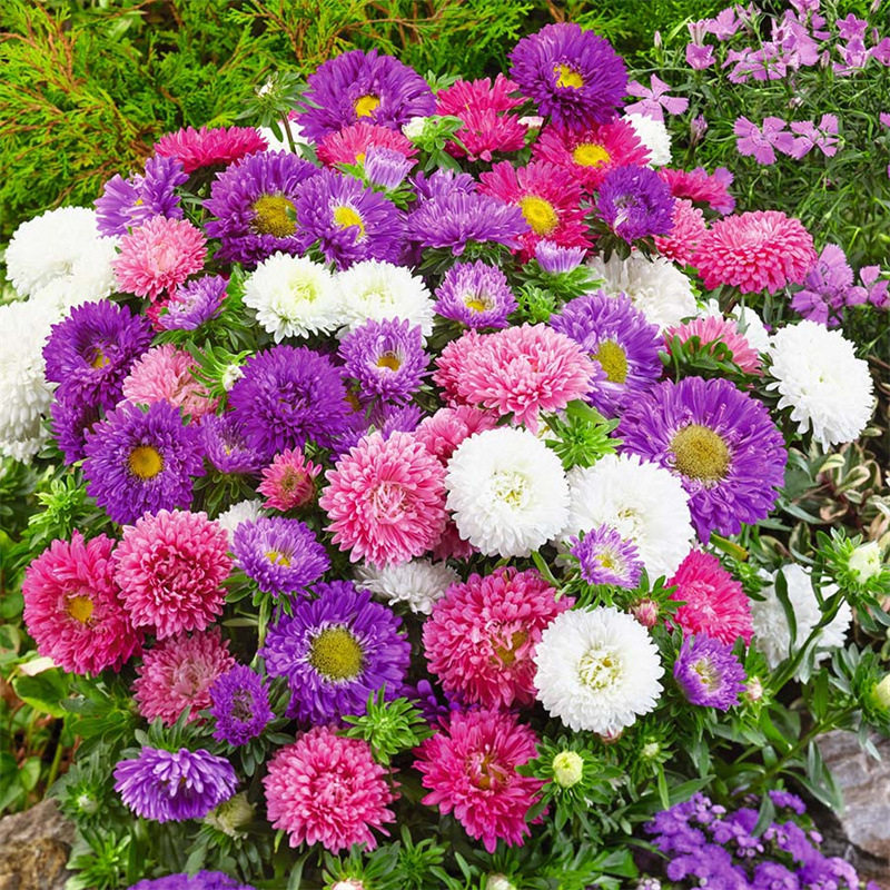 混色糖果菊种籽花种子彩虹翠菊小雏菊花籽花种籽子四季播种开花