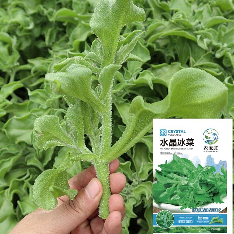 水晶冰菜种子阳台庭院盆栽冰草冰柱子春季室外种植四季蔬菜种子孑