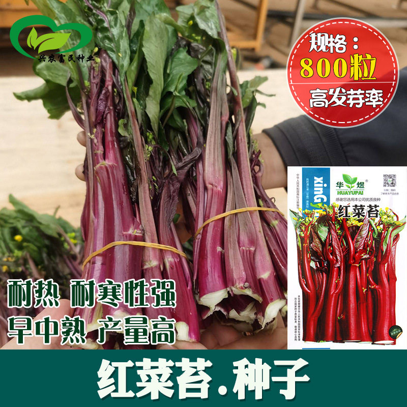 红菜苔种子农田菜园嫩脆红菜心紫菜薹红油菜芯籽紫菘蔬菜种子四季