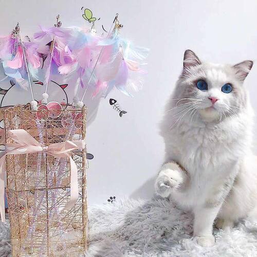 新品猫玩具新款逗猫棒七彩孔雀花逗猫玩具互动带铃铛宠物用品厂家
