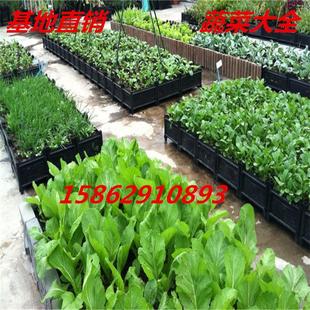 蔬菜种子2青椒番茄萝卜大小茼蒿黄秋葵白菜苦瓜茄子家庭阳台种植