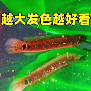 观赏七星鱼彩虹雷龙鱼耐养冷水鱼淡水鱼活L体凶猛红月珍珠雷龙活