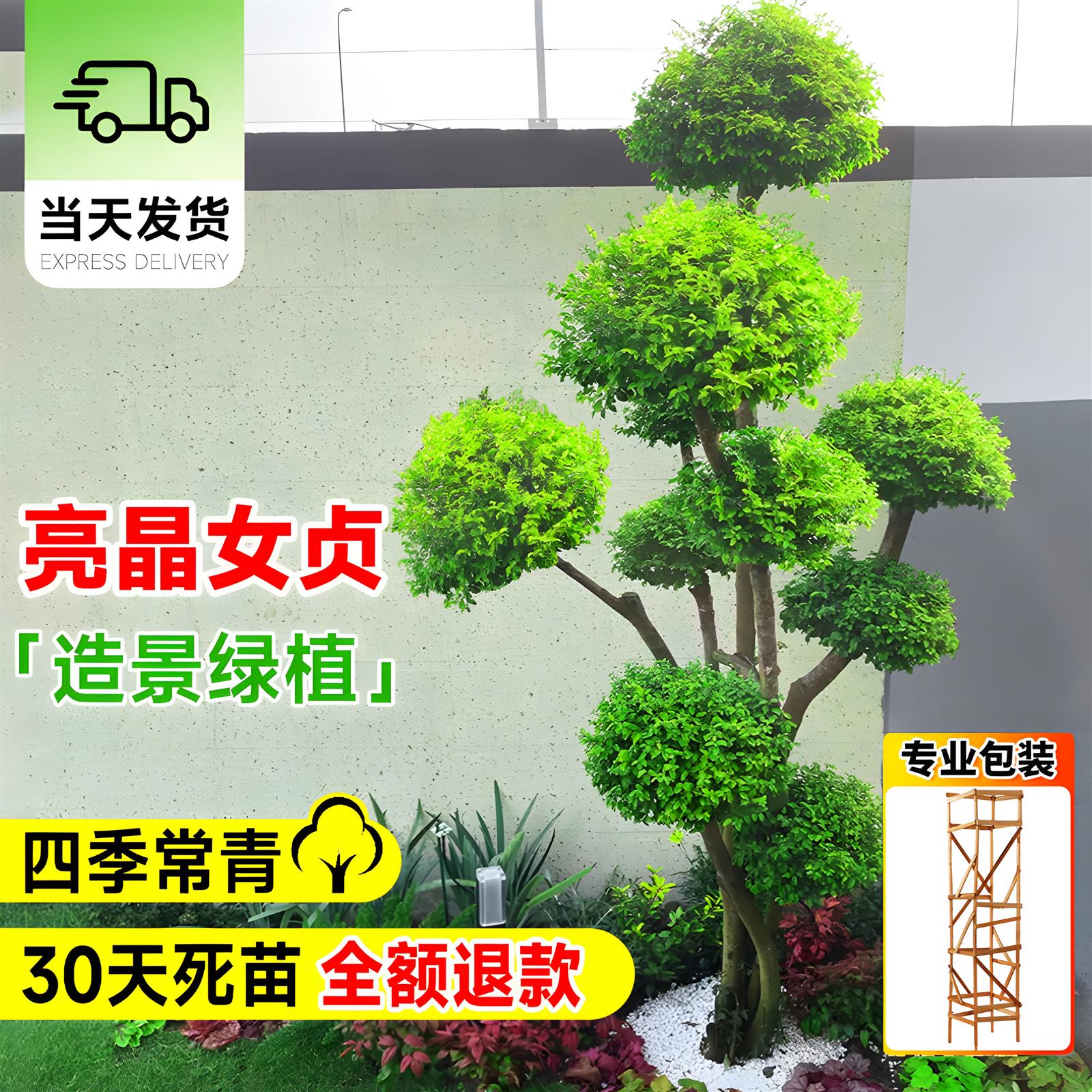 球形亮晶女贞棒棒糖小叶女贞多头造型树别墅庭院花镜景观植物造景