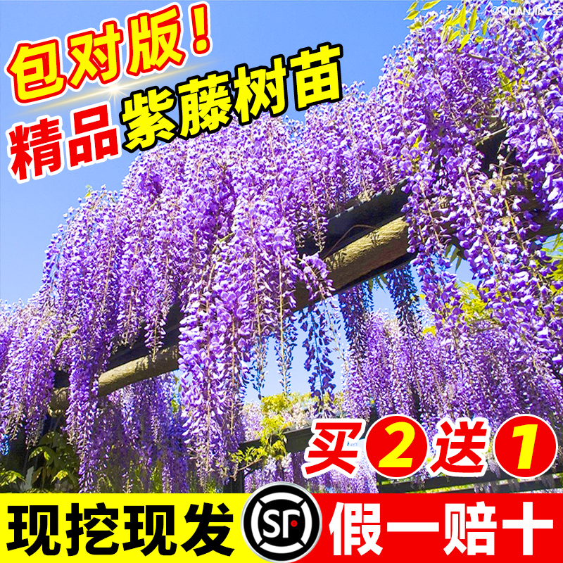 紫藤花苗爬藤植物四季开花紫藤萝九重紫树苗庭院大苗耐寒花卉盆栽