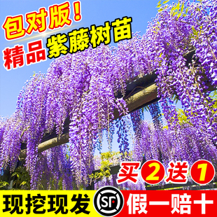 紫藤花苗爬藤植物四季开花紫藤萝九重紫树苗庭院大苗耐寒花卉盆栽