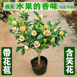 含笑花盆栽树苗带花苞室内阳台浓香型香蕉花庭院四季花卉耐寒植物