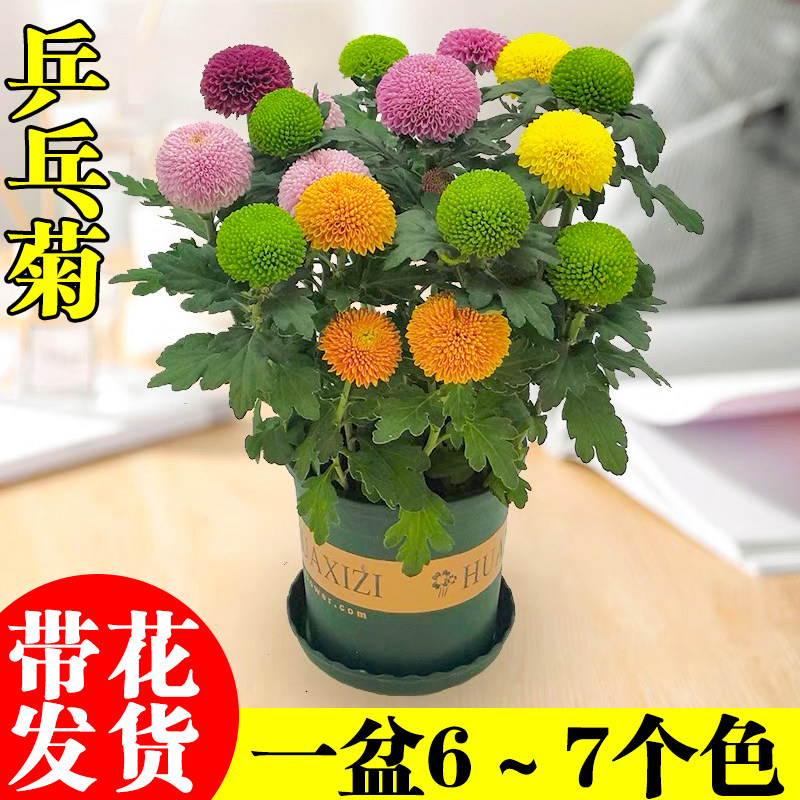乒乓菊盆栽带花四季开花菊花大苗阳台盆栽好养易活植物姬小菊花卉