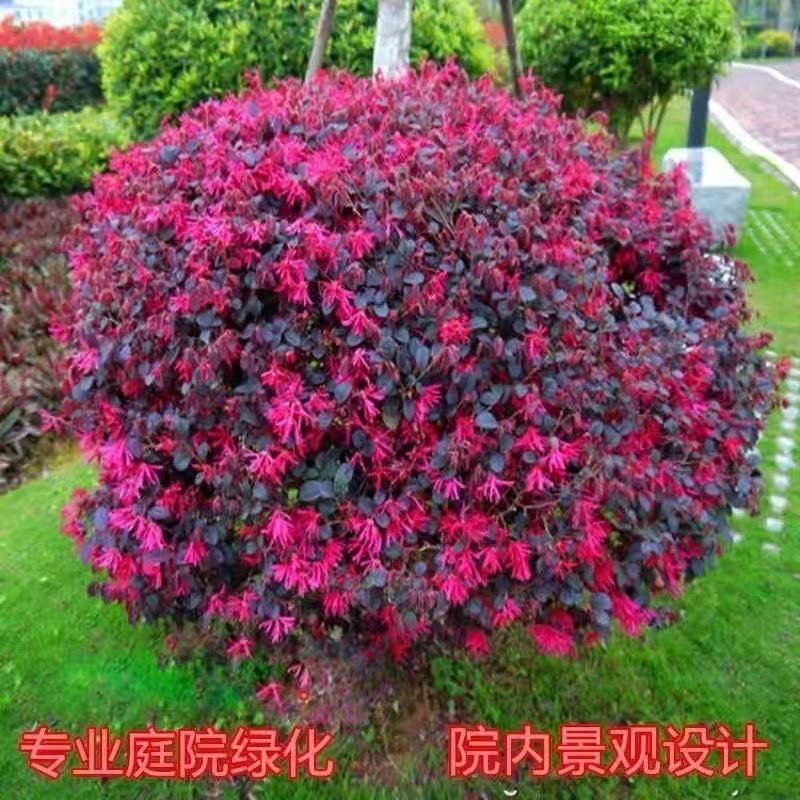 红花继木球红叶石楠球树苗冬青黄杨金森女贞海桐球庭院工程绿化苗