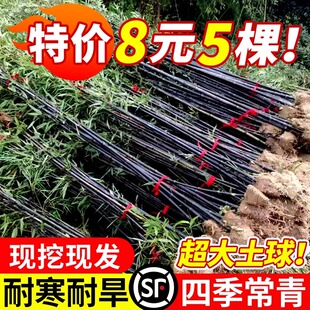 紫竹苗矮化观赏紫竹老根庭院室外耐寒竹子苗盆栽黄金竹罗汉竹绿植
