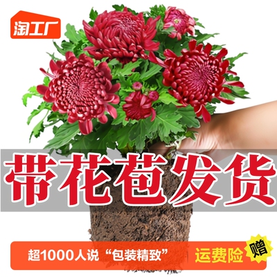 基地直销新品特惠！！